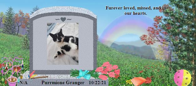 Purrmione Granger's Rainbow Bridge Pet Loss Memorial Residency Image