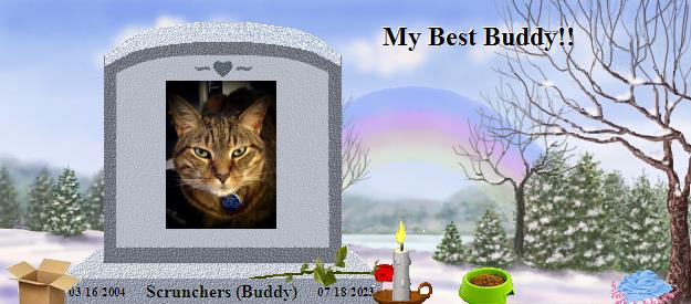 Scrunchers (Buddy)'s Rainbow Bridge Pet Loss Memorial Residency Image