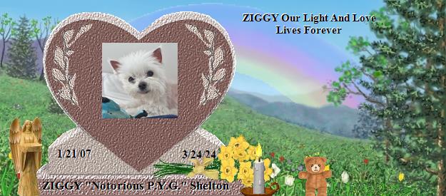 ZIGGY "Notorious P.Y.G." Shelton's Rainbow Bridge Pet Loss Memorial Residency Image