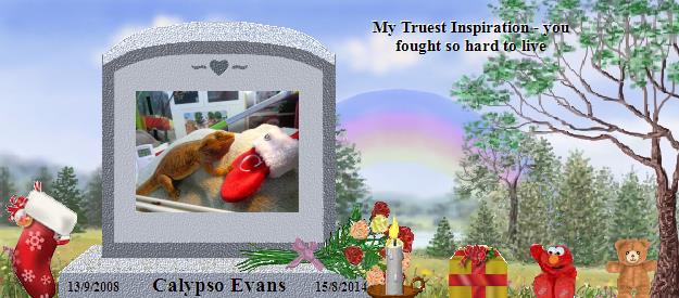Calypso Evans's Rainbow Bridge Pet Loss Memorial Residency Image