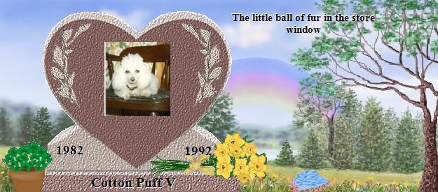 Cotton Puff V's Rainbow Bridge Pet Loss Memorial Residency Image