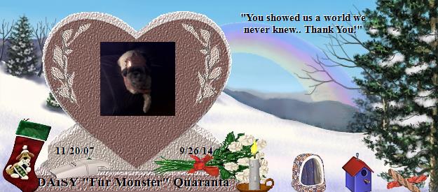 DAISY "Fur Monster" Quaranta's Rainbow Bridge Pet Loss Memorial Residency Image
