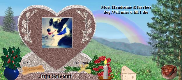 Juju Saleemi's Rainbow Bridge Pet Loss Memorial Residency Image