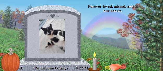 Purrmione Granger's Rainbow Bridge Pet Loss Memorial Residency Image